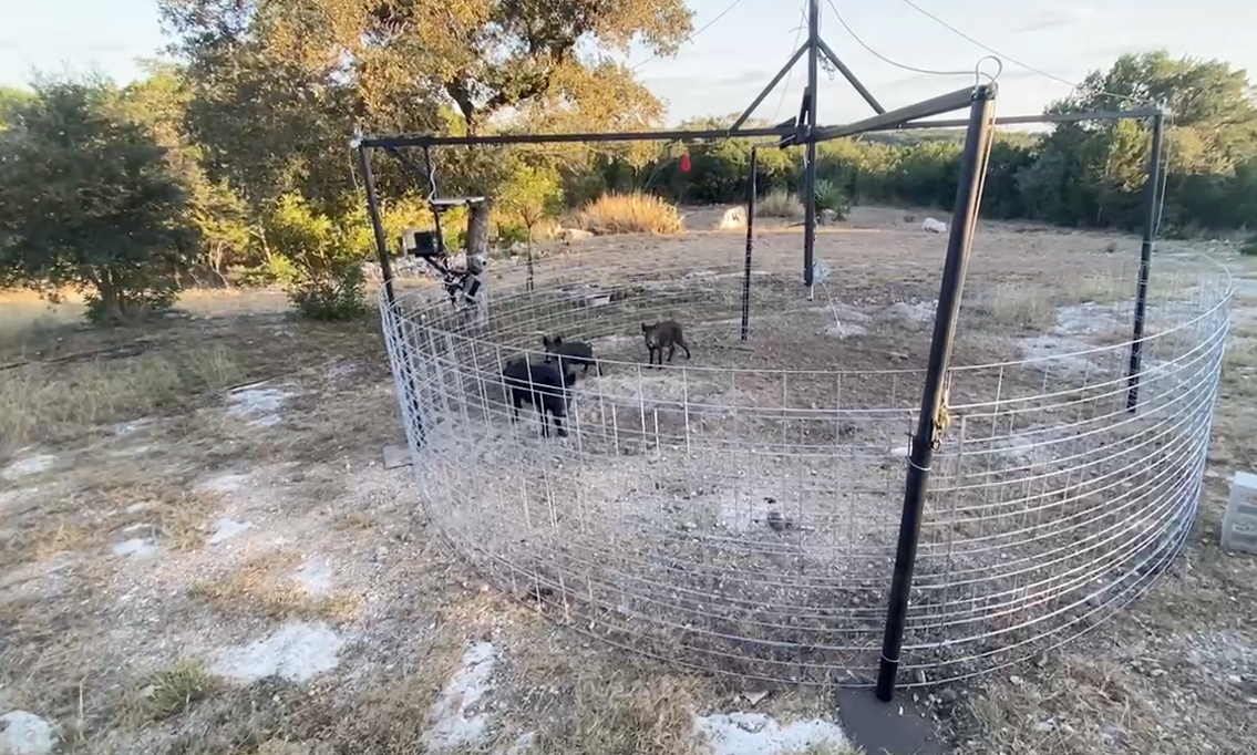 Boar No More Skyfall Trap